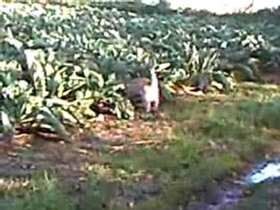 Copain Cairn terrier chasse