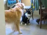 Gabriel&Stanley -cane e gato giocando
