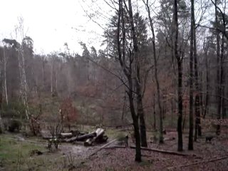 Hurlements des loups du parc de Merzig