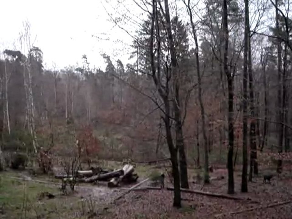 Hurlements des loups du parc de Merzig