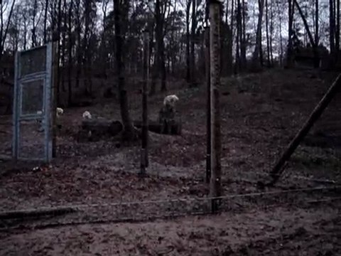 Werner et ses loups.