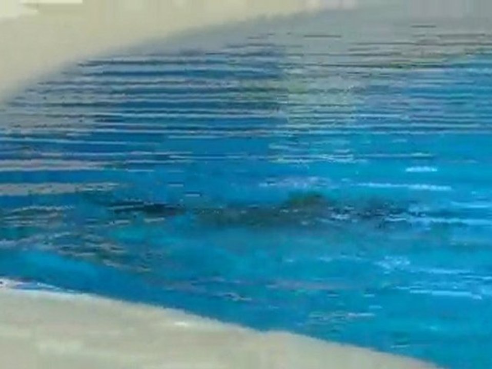 Dolphin Habitat at the Mirage in LV