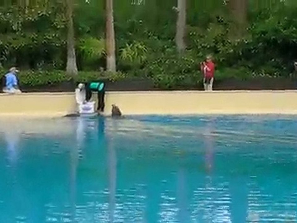 Dolphin Habitat Training at the Mirage in LV