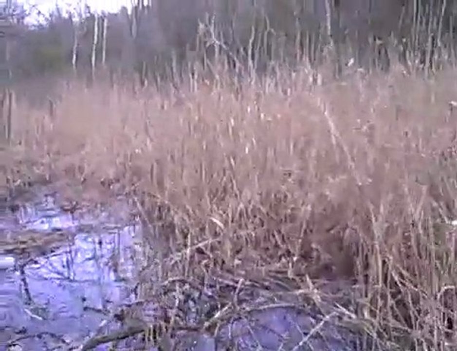 First Sounds of Spring