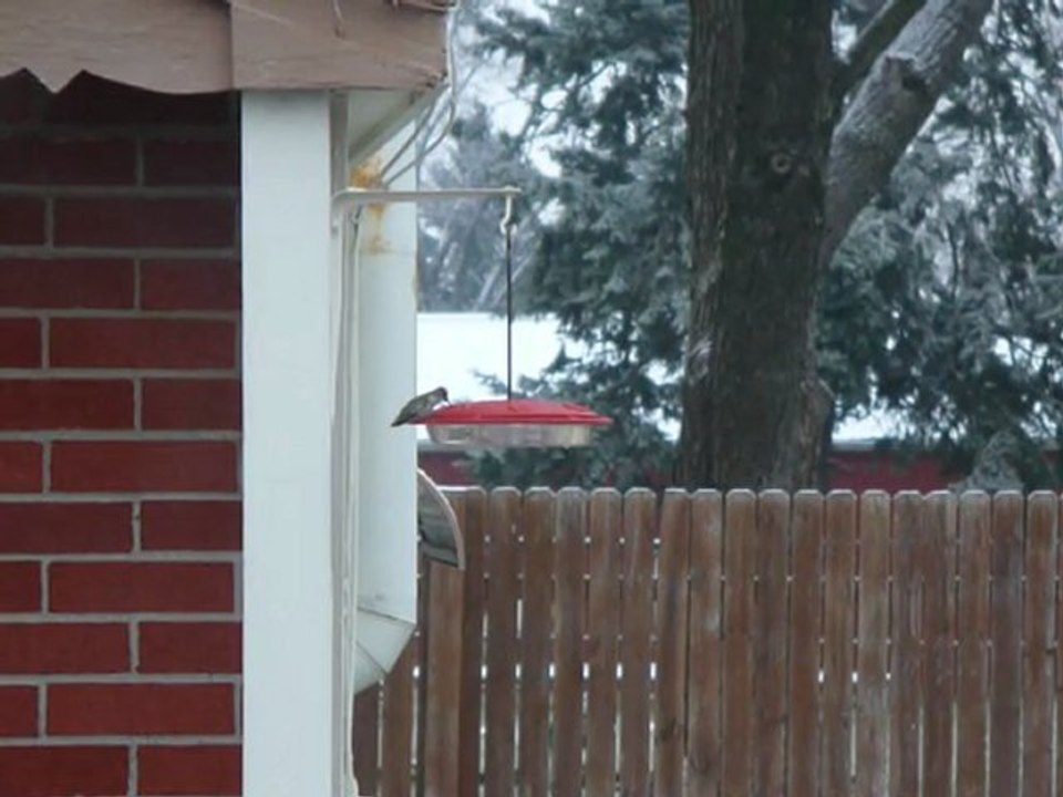 Winter Hummingbird