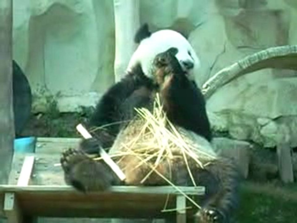 Panda in Chiangmai
