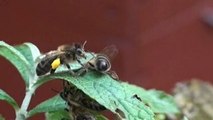 Visite chez les hébergeurs de ruches