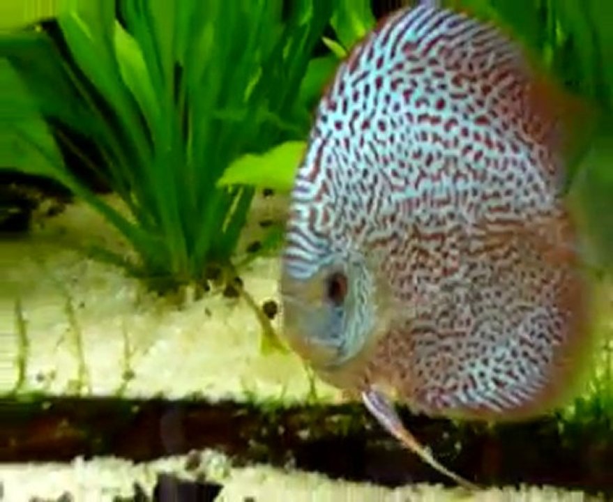 Respiration rapide discus