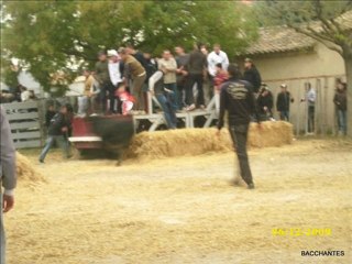 encierro a guallargues manade martini et monteils 06 12 09