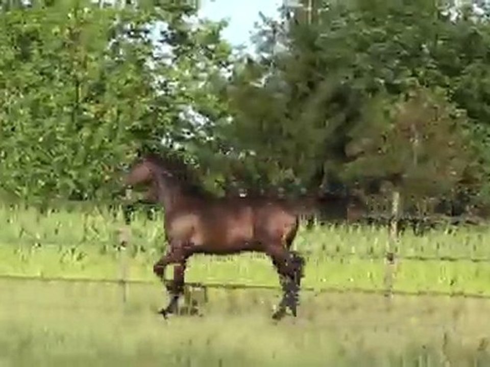 Trot Melissanto PS par Saint des Saints