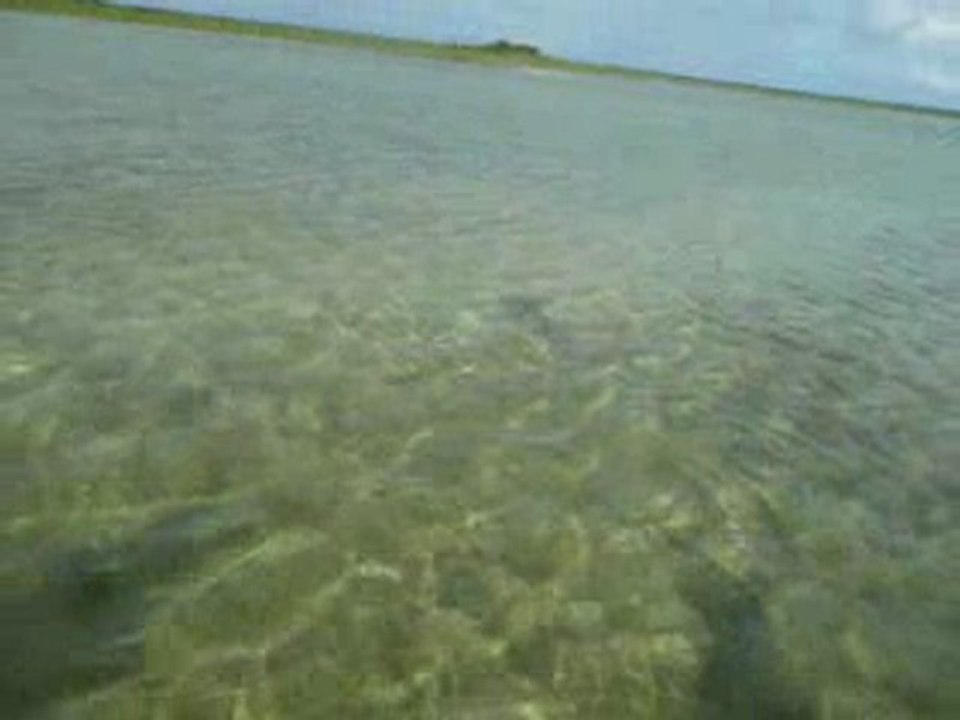 Lemon Shark on a fly at Abaco lodge!