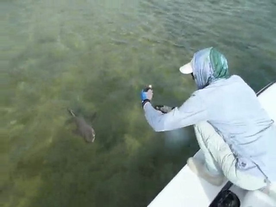 Landing a lemon shark on a fly!