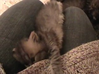 Chaton Persan disponible