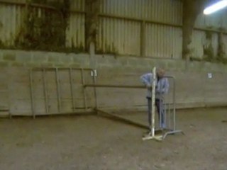 cheval à vendre Rolling Tame