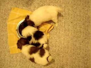 Chiots Phalènes