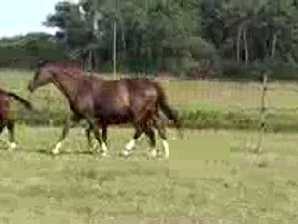 Vista Hermosa foal AA
