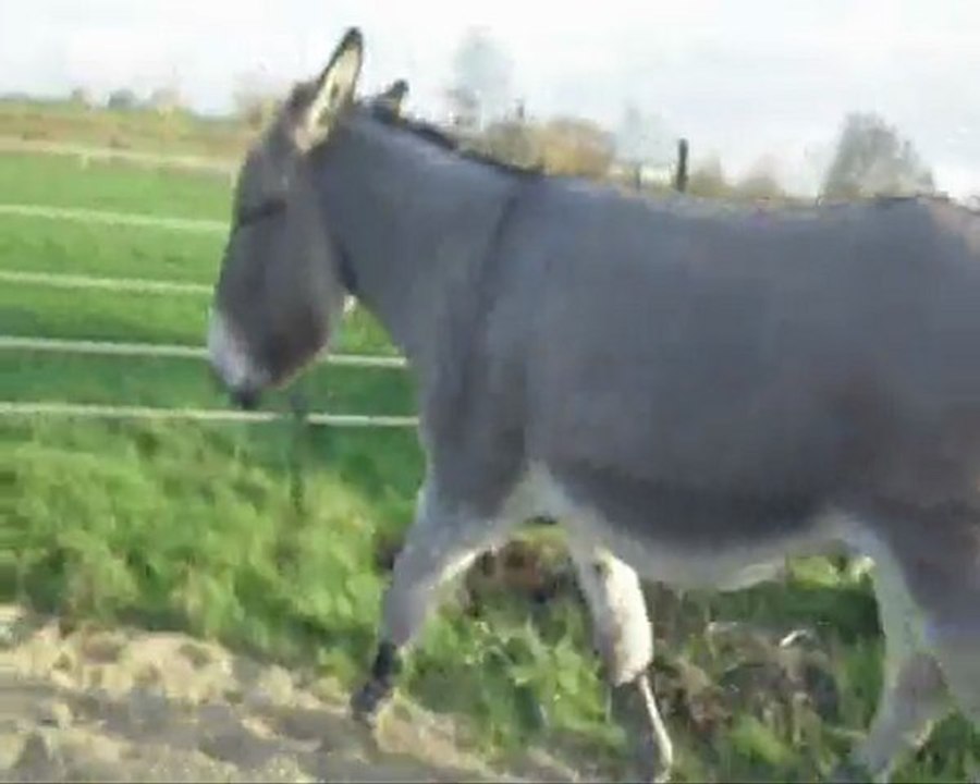 martin041209