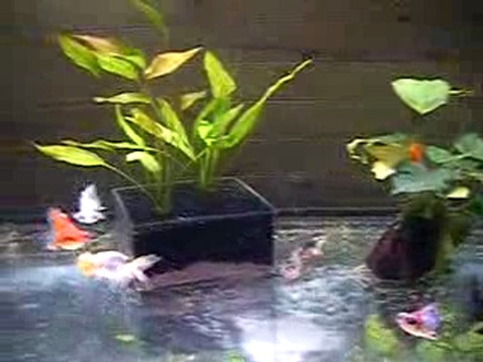 720 L Bubbles et Telescopes Papillon