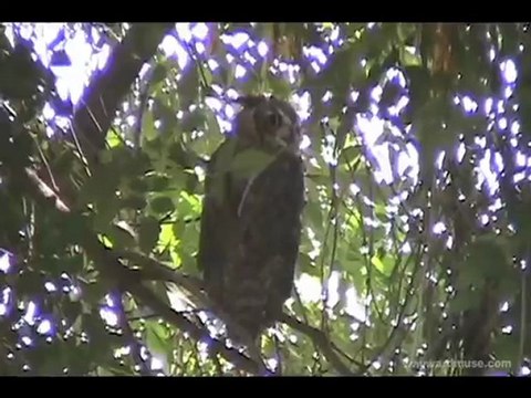 Great Horned Owls in Phoenix Backyard