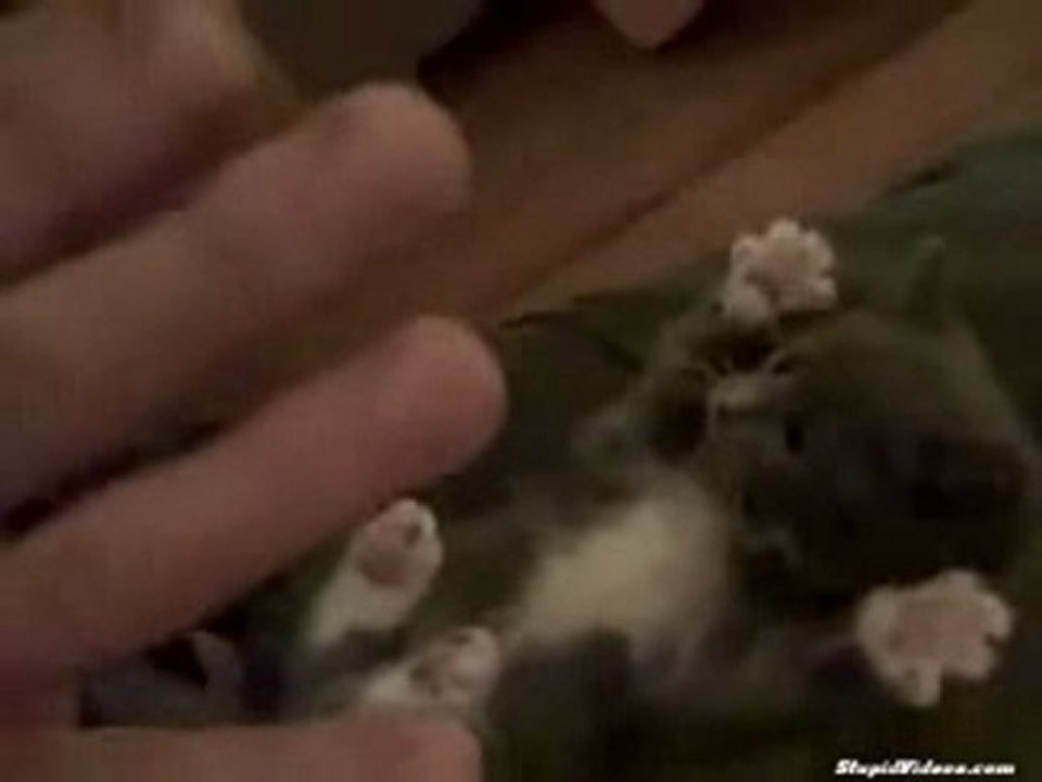 suprise kitty