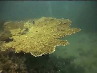 plongée première partie sur KHO PHI PHI thailande