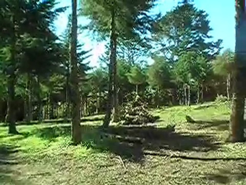 La plantation