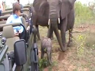 Elephant with 1 day old calf - amazing