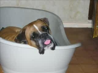 Ce ne sont pas des monstres