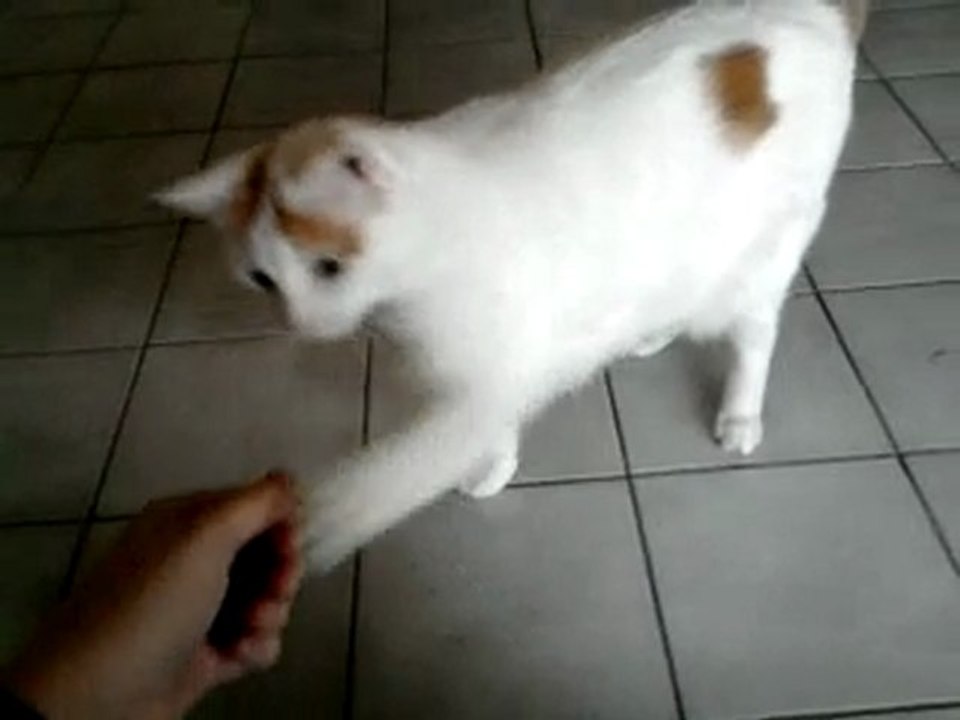 Chat - Moony a appris 'touche'