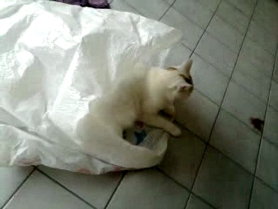 Chat - Moony dans le sac Toy's R us.