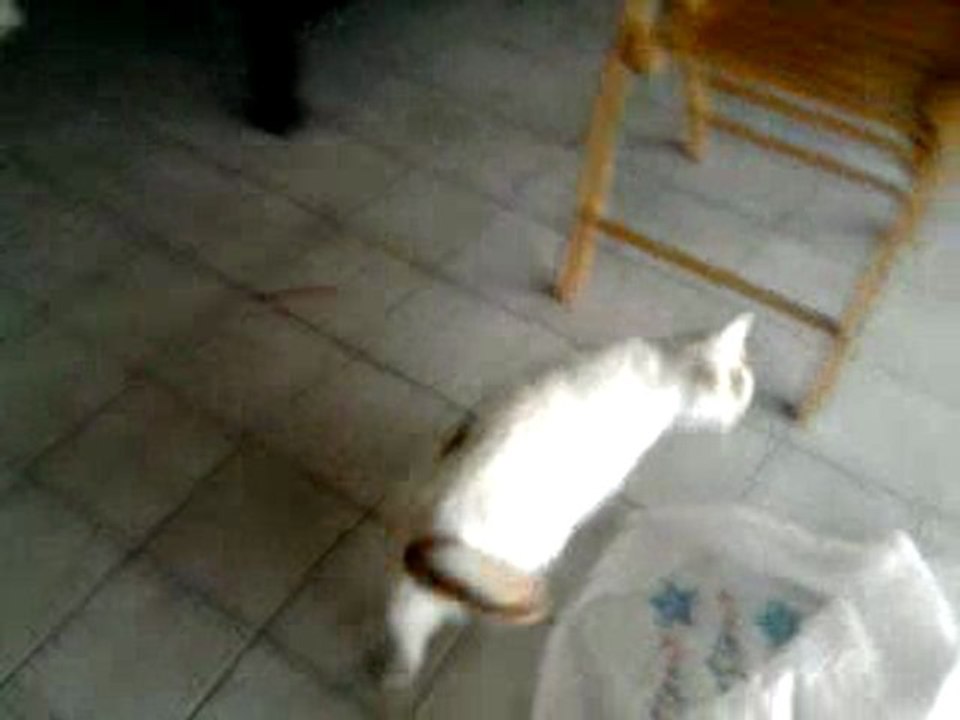 Chat - Moony sac plastique 2