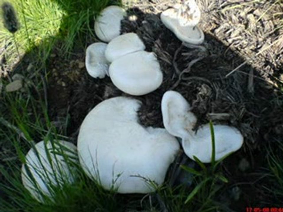 Aram Tigran - Dilberam Dilber