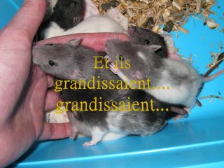 portée Peite et Nobu