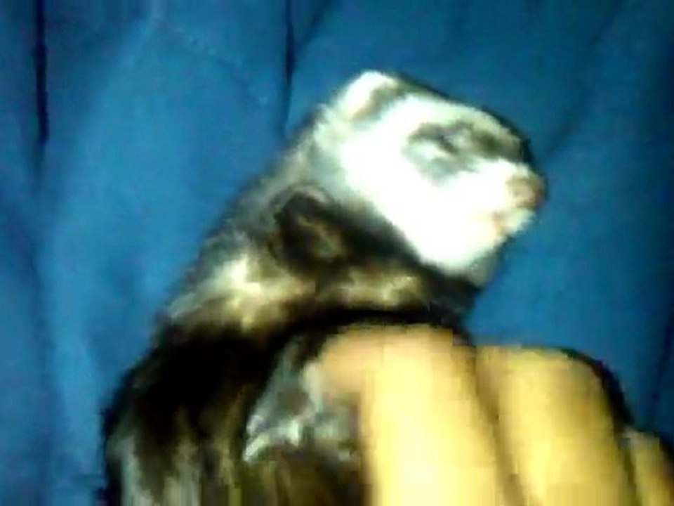 Ferret Scratching.