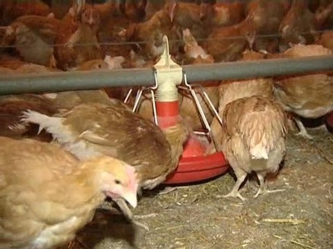 Oeilleton: licques episode 3