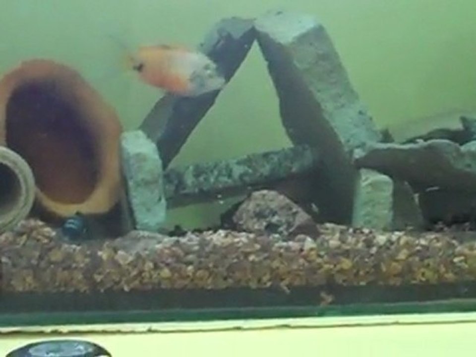 Nigrofasciatus Tank