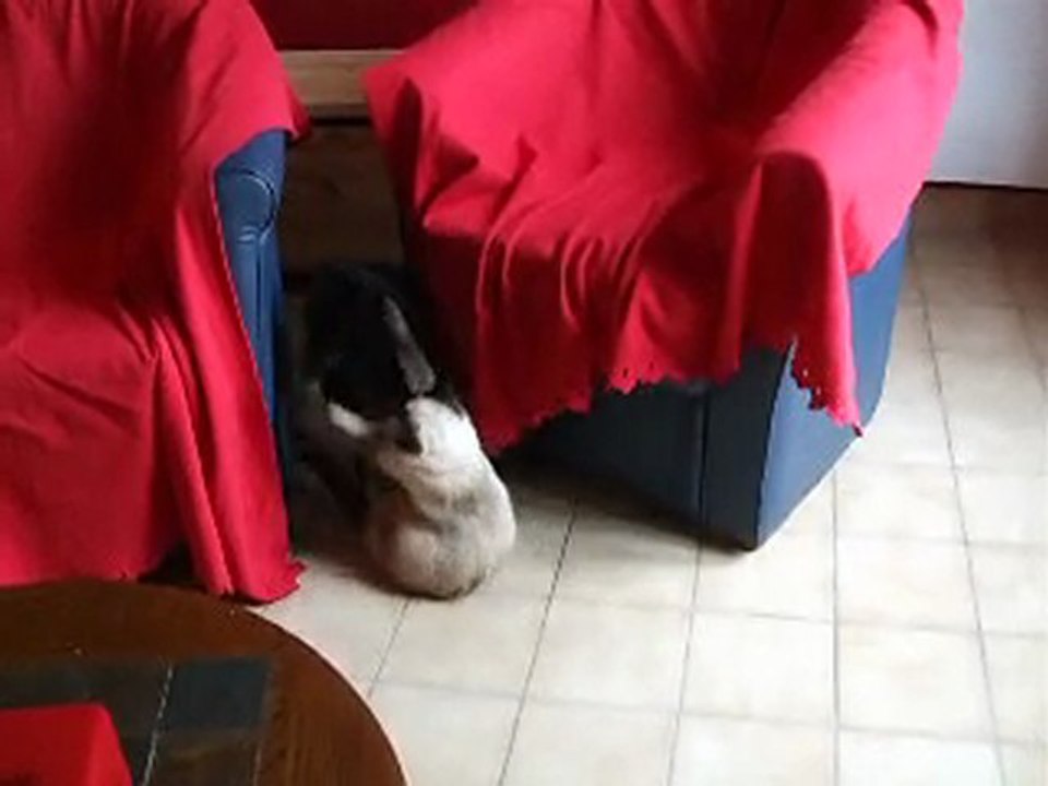 Je joue avec mon jouet favori, une chatte!!!!!!!!!!!!