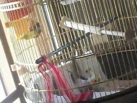 Mes p'tits poulets =D