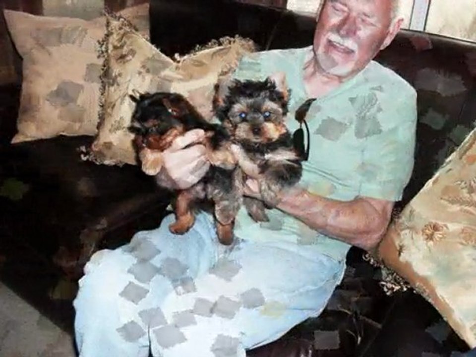 Meet These Pampered Dogs!