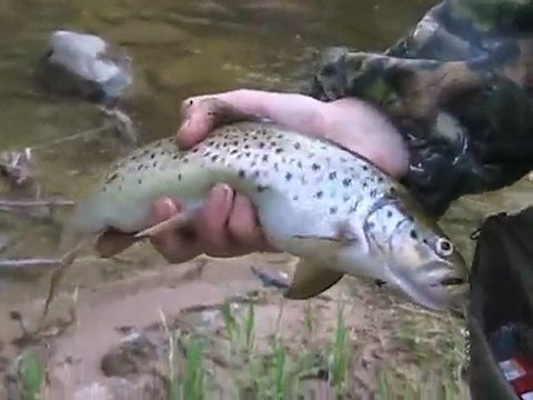 Ловля форели на спиннинг