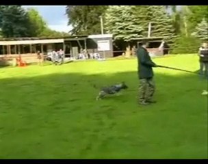 Educar Un Pastor Aleman