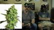 Puffing herb stoners show Ep12Pt2of4