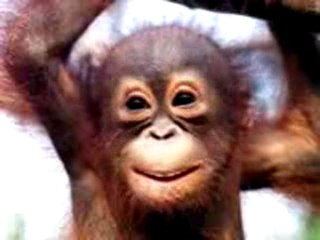 Orangutan Singing Happy Birthday