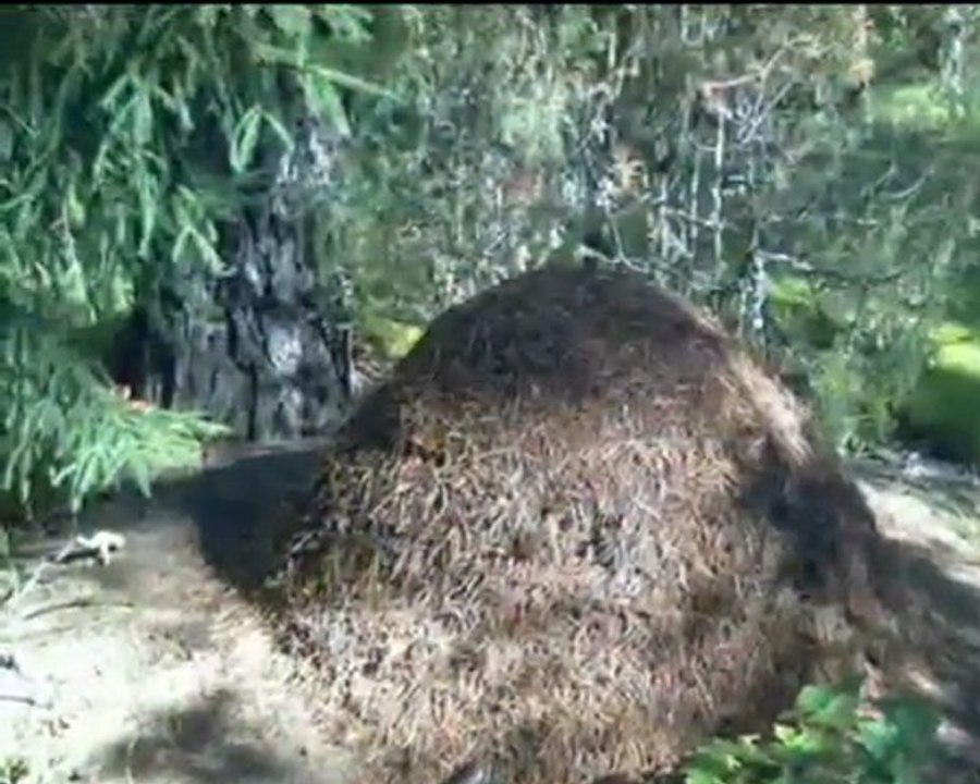 Осень 2009