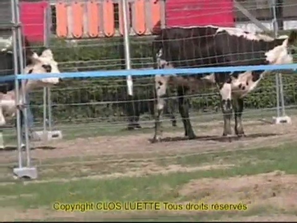 Aloy CANT NE 2005 www.bouviersdesflandres-chiots.com
