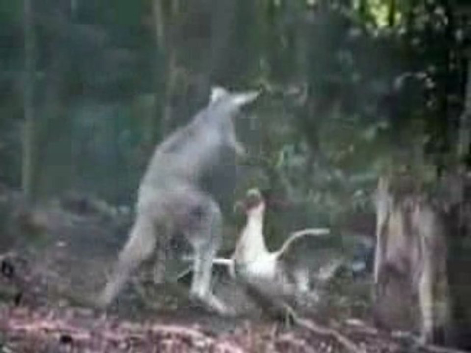 Kangaroo vs Goose