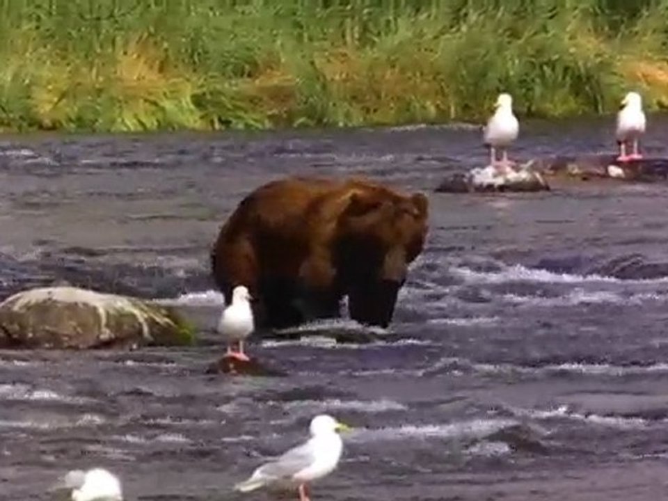 Bear