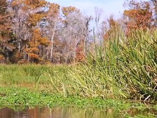 The Princess and The Frog and New Orleans