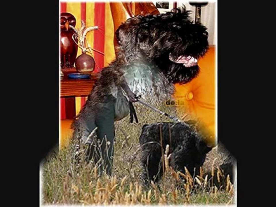 ATON du Clos de la Luette BOUVIER DES FLANDRES