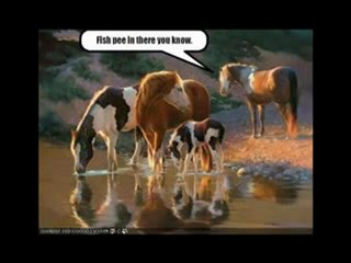 Funny Horse Pictures Made Easy